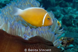 Twin clowns in Fiji by Benita Vincent 